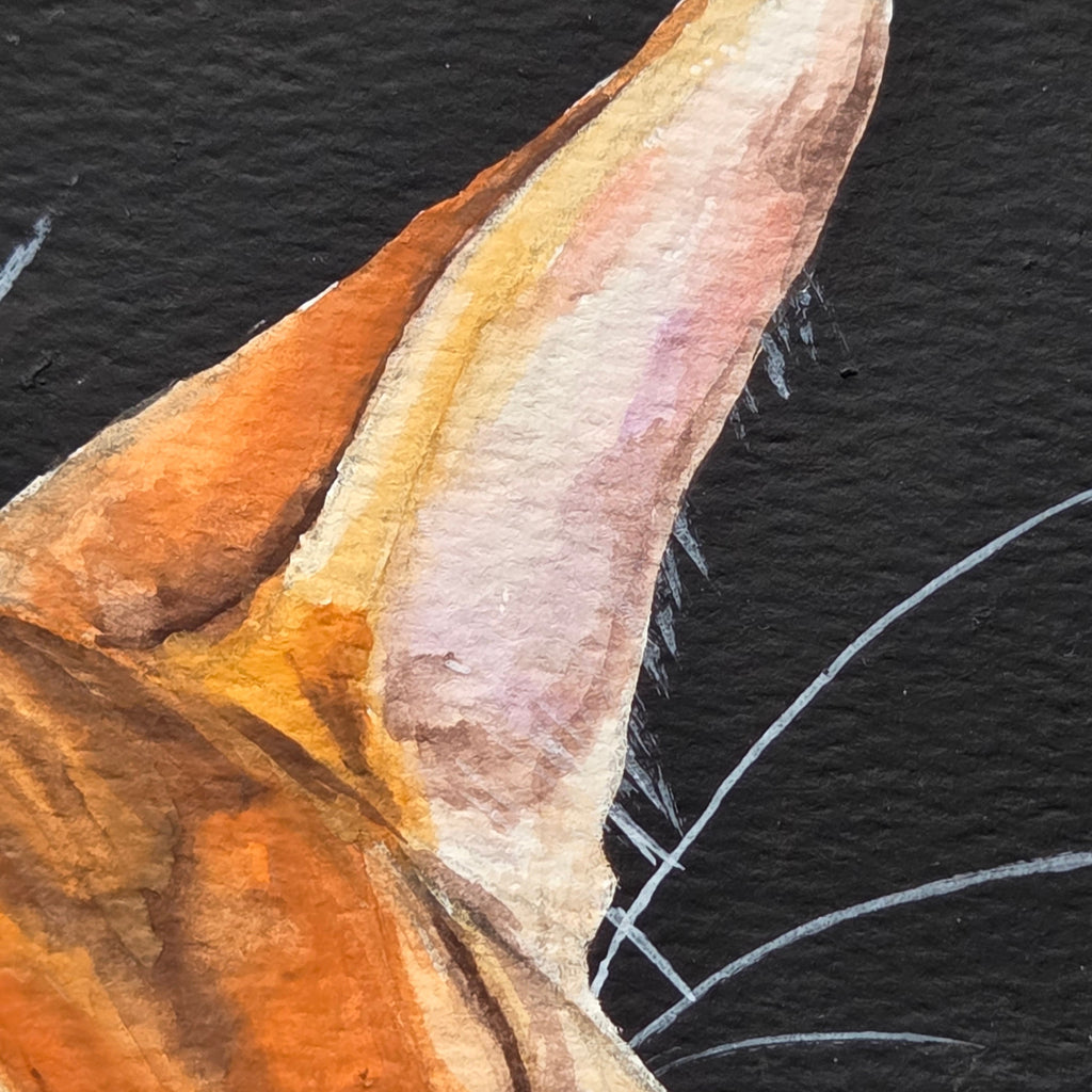 "Vixen"